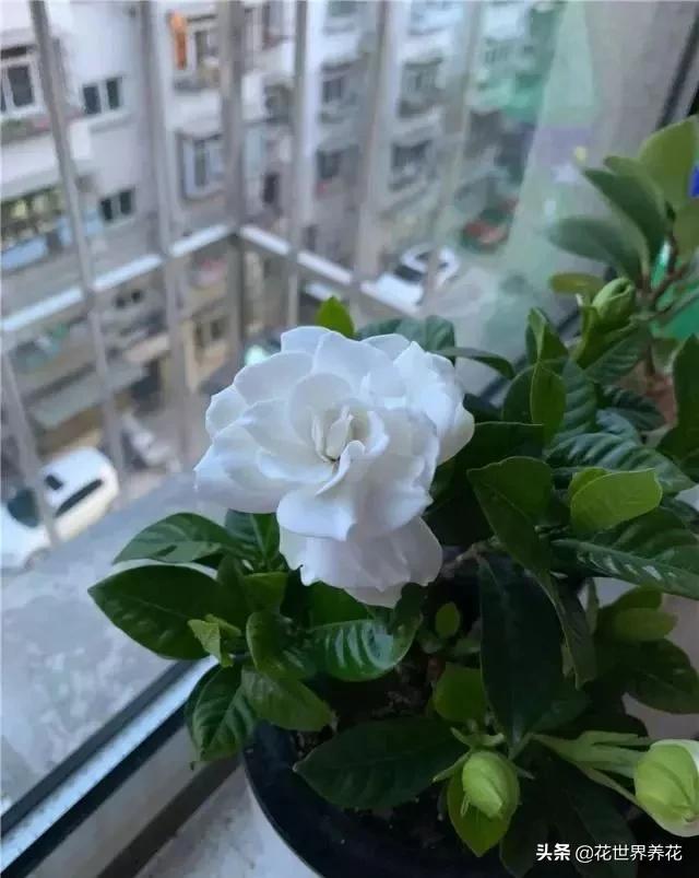 栀子花在养护的时候，注意避开这4处，开花满盆香气飘
