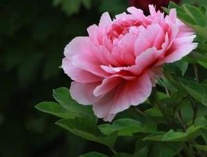 牡丹赵粉，芳香浓郁、具有单瓣半重瓣，牡丹四大名品之一