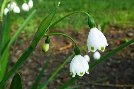 玲兰生于阴坡林下潮湿处或沟边，花白色，果熟后红