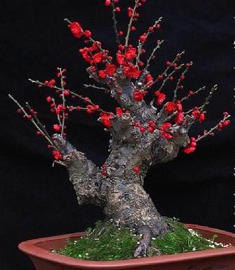 红须朱砂梅树是冬春之季观赏的花卉,梅花冰清玉洁,纯贞高雅 红须朱砂梅树是冬春之季观赏的花卉,梅花冰清玉洁,纯贞高雅