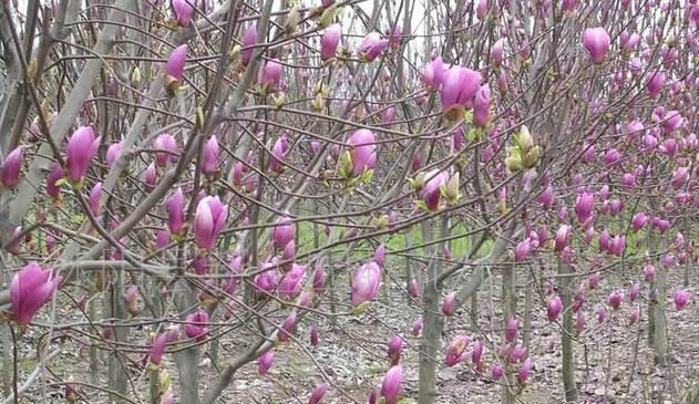 紫玉兰花朵艳丽怡人,芳香淡雅,为有2000多年历史的珍贵物种 紫玉兰花朵艳丽怡人,芳香淡雅,为有2000多年历史的珍贵物种