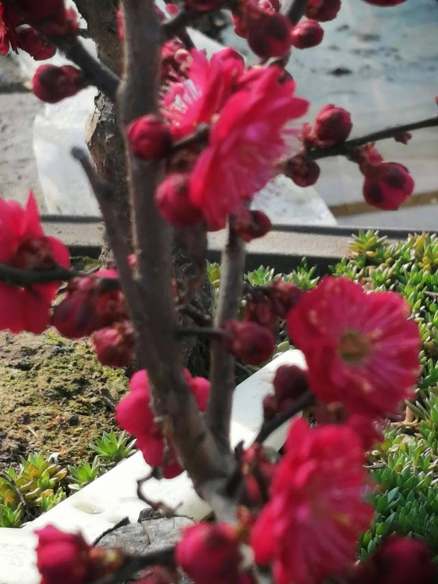 红须朱砂梅树是冬春之季观赏的花卉,梅花冰清玉洁,纯贞高雅 红须朱砂梅树是冬春之季观赏的花卉,梅花冰清玉洁,纯贞高雅