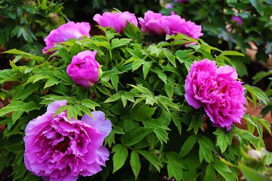 魏紫牡丹花朵硕大，状如皇冠，花朵绚丽，花紫色