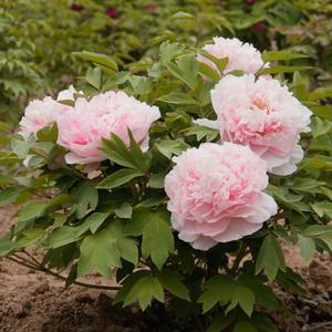 牡丹赵粉，芳香浓郁、具有单瓣半重瓣，牡丹四大名品之一