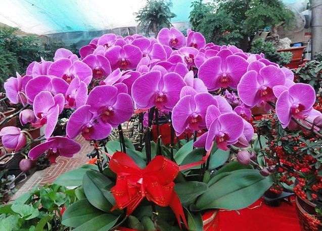 蝴蝶兰，别名蝶兰，花朵开花了好似蝴蝶般飞舞