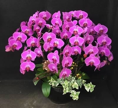 蝴蝶兰，别名蝶兰，花朵开花了好似蝴蝶般飞舞