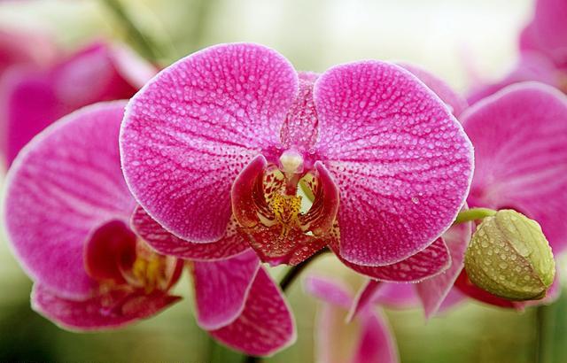 蝴蝶兰，别名蝶兰，花朵开花了好似蝴蝶般飞舞