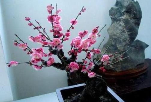 春天如何养梅花开花多？学会施肥的4个窍门，花朵蹭蹭窜满枝头