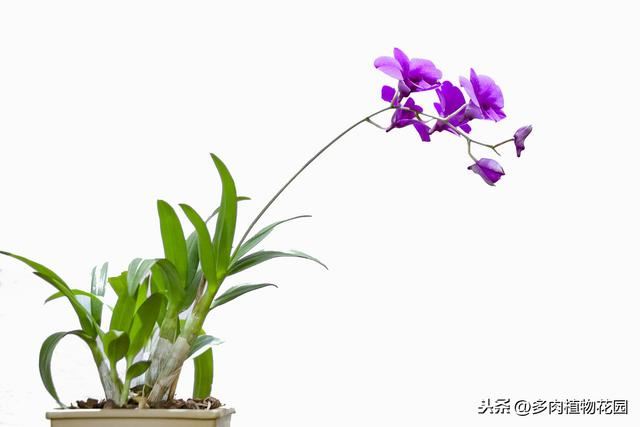 适合女性栽种的花卉绿植，养一盆心情愉悦