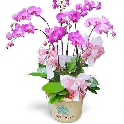 蝴蝶兰，别名蝶兰，花朵开花了好似蝴蝶般飞舞