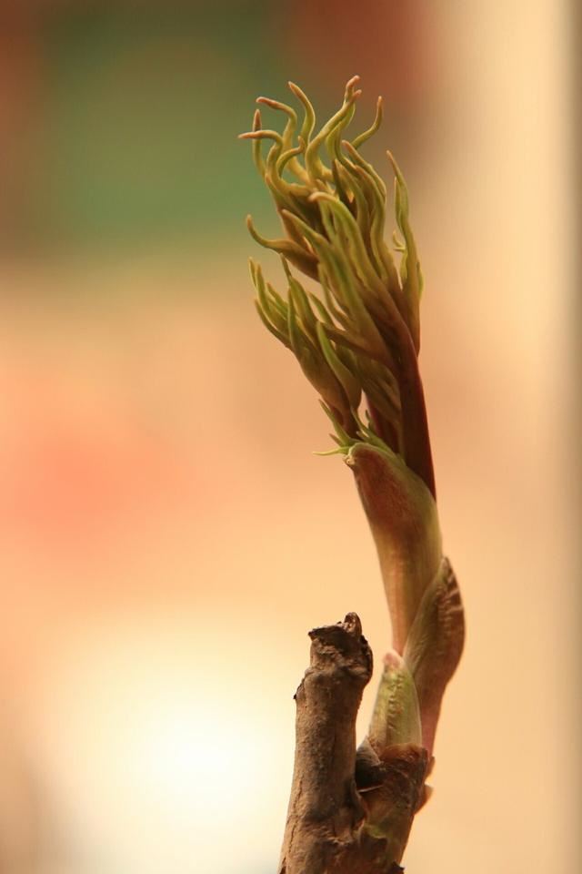 春天怎样养牡丹，才能花大色艳？除了养护，还要免踏2个“坑”