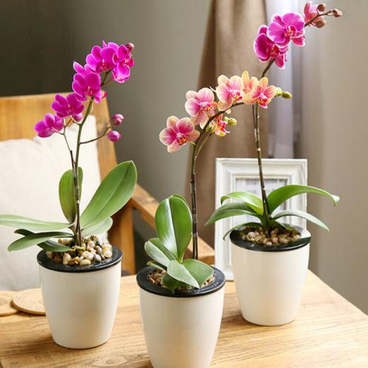 蝴蝶兰，别名蝶兰，花朵开花了好似蝴蝶般飞舞