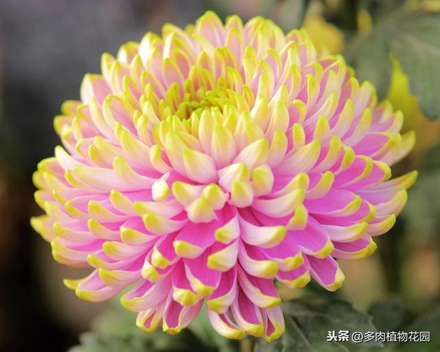 适合女性栽种的花卉绿植，养一盆心情愉悦