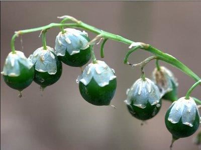 玲兰生于阴坡林下潮湿处或沟边，花白色，果熟后红