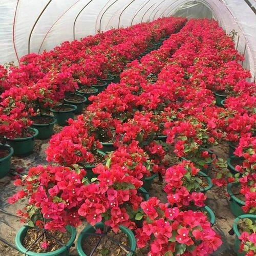 三角梅品种不少，有一种攀爬能力强天暖就开花，满树红花真耀眼