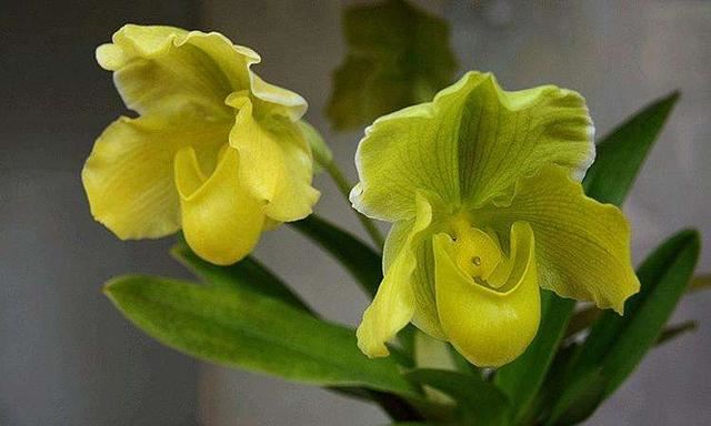 兜兰美人:有一个兜兜聚财的花儿,漂亮又容易养活 兜兰美人:有一个兜兜聚财的花儿,漂亮又容易养活