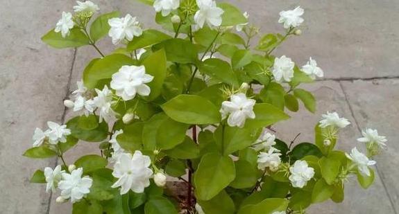 家里养殖茉莉花该怎样修剪？明确2点，老枝早发芽、冒花苞