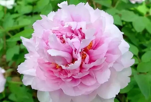 牡丹赵粉，芳香浓郁、具有单瓣半重瓣，牡丹四大名品之一