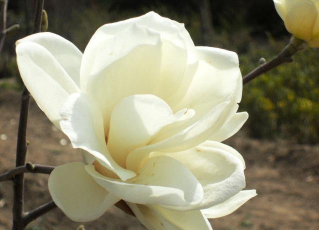 白玉兰叶碧绿如翠，花朵洁白如雪，浓郁的香味沁人心脾，悠远绵长