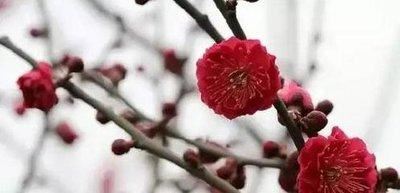 红须朱砂梅树是冬春之季观赏的花卉,梅花冰清玉洁,纯贞高雅 红须朱砂梅树是冬春之季观赏的花卉,梅花冰清玉洁,纯贞高雅