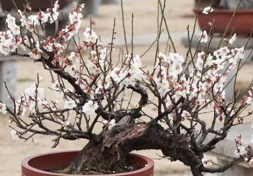 春天如何养梅花开花多？学会施肥的4个窍门，花朵蹭蹭窜满枝头