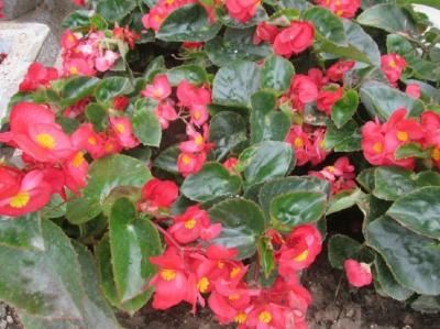 玻璃翠应怎样扦插 玻璃翠应怎样扦插