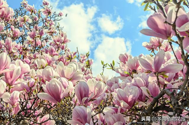 适合女性栽种的花卉绿植，养一盆心情愉悦