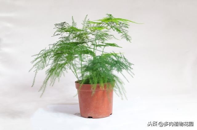 适合女性栽种的花卉绿植，养一盆心情愉悦
