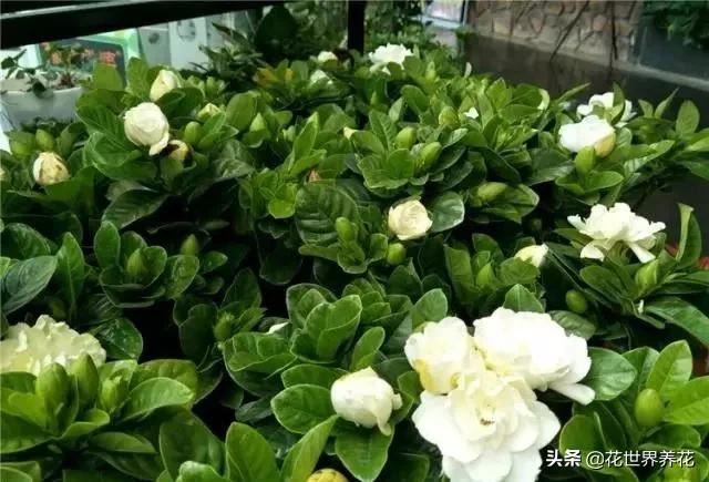 栀子花在养护的时候，注意避开这4处，开花满盆香气飘