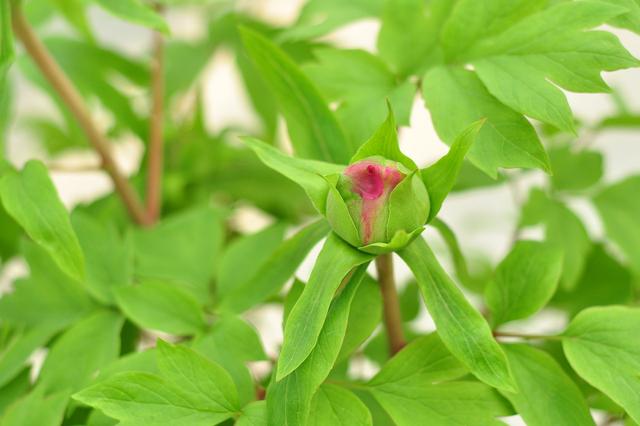 春天怎样养牡丹，才能花大色艳？除了养护，还要免踏2个“坑”