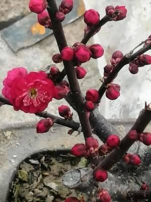 红须朱砂梅树是冬春之季观赏的花卉,梅花冰清玉洁,纯贞高雅 红须朱砂梅树是冬春之季观赏的花卉,梅花冰清玉洁,纯贞高雅