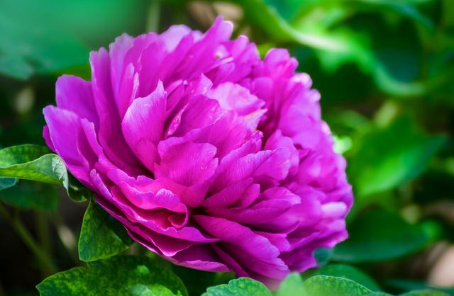 春天怎样养牡丹，才能花大色艳？除了养护，还要免踏2个“坑”