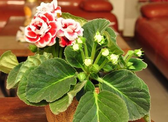 养殖大岩桐该如何"催花"？搞定4点问题，盆栽砰砰开个不停