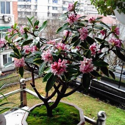 瑞香花的花蕾红色，开后淡白色，花小而多，香气芳醇持久