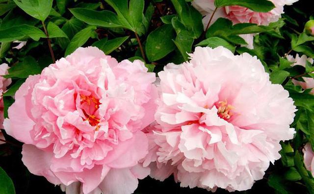 牡丹赵粉，芳香浓郁、具有单瓣半重瓣，牡丹四大名品之一