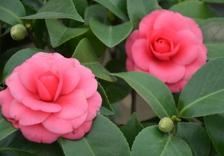 山茶花就爱冬天开花，不怕冷花苞拳头大，观赏性强真耐看