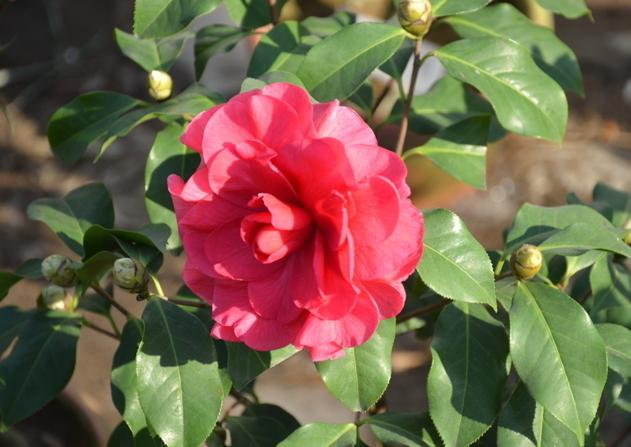 山茶花就爱冬天开花，不怕冷花苞拳头大，观赏性强真耐看