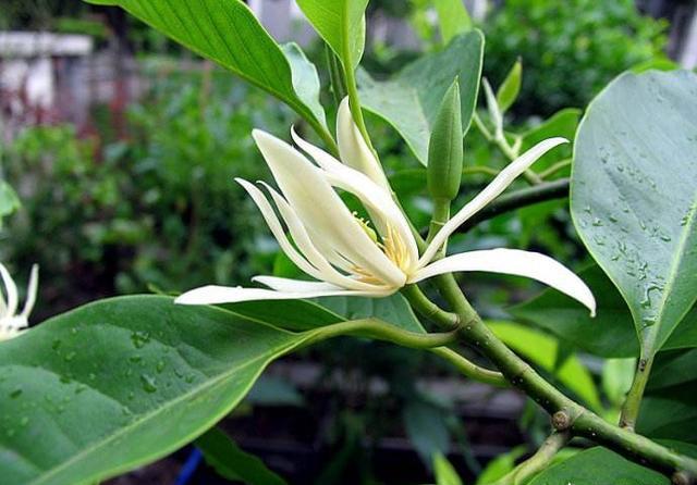 家里种一棵白兰花，好养又好看，洁白如茉莉，香气胜兰花