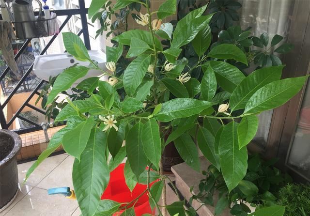 家里种一棵白兰花，好养又好看，洁白如茉莉，香气胜兰花
