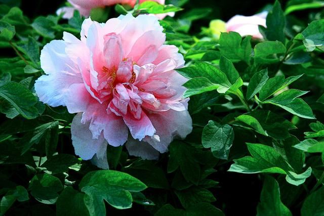 牡丹赵粉，芳香浓郁、具有单瓣半重瓣，牡丹四大名品之一