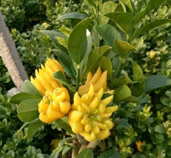 生活就像养花一样,需要滋润,需要一个过程 生活就像养花一样,需要滋润,需要一个过程