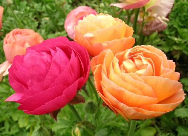 “花开典雅、高贵华丽”花毛茛——“陆生莲花”的栽培管理要点