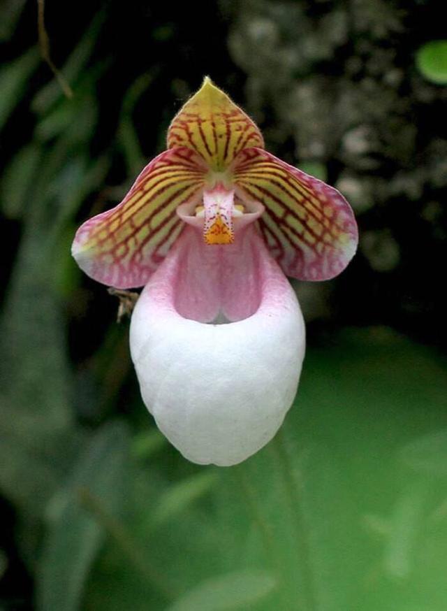 兜兰美人:有一个兜兜聚财的花儿,漂亮又容易养活 兜兰美人:有一个兜兜聚财的花儿,漂亮又容易养活