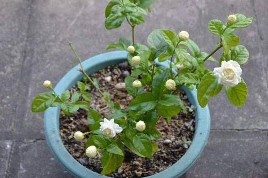 家里养殖茉莉花该怎样修剪？明确2点，老枝早发芽、冒花苞