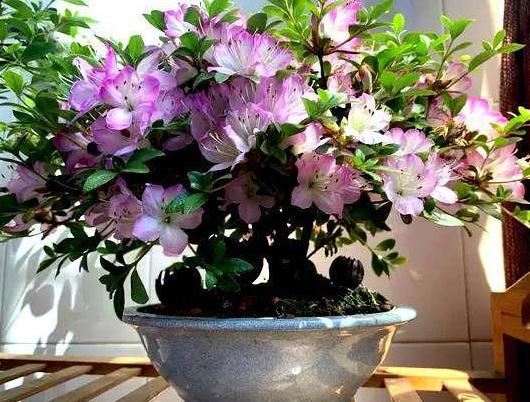 盆栽杜鹃花如何四季盛开？满足3点需求，枝干一茬接着一茬冒花