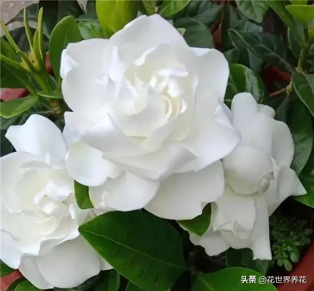 栀子花在养护的时候，注意避开这4处，开花满盆香气飘