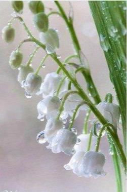 玲兰生于阴坡林下潮湿处或沟边，花白色，果熟后红