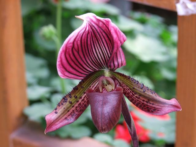 兜兰美人:有一个兜兜聚财的花儿,漂亮又容易养活 兜兰美人:有一个兜兜聚财的花儿,漂亮又容易养活