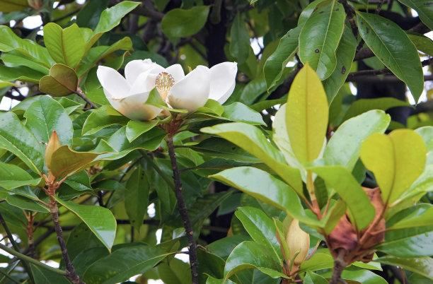 白玉兰叶碧绿如翠，花朵洁白如雪，浓郁的香味沁人心脾，悠远绵长