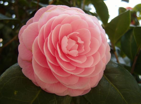 山茶花就爱冬天开花，不怕冷花苞拳头大，观赏性强真耐看